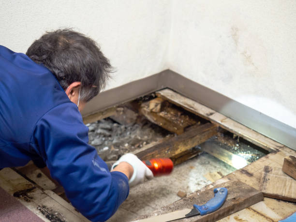 Best Local Mold Removal Service  in Collinwood, TN