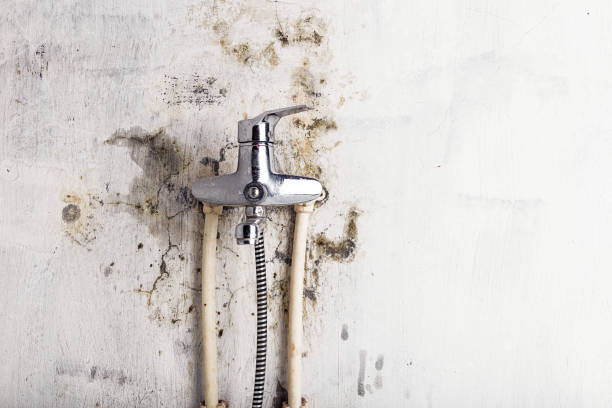 Best Mold Removal Company Near Me  in Collinwood, TN