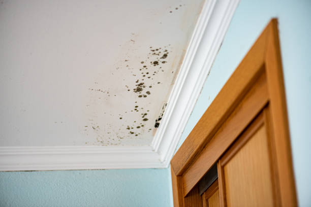 Best Emergency Mold Removal  in Collinwood, TN