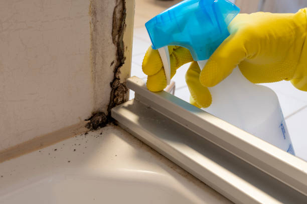 Best Professional Mold Removal  in Collinwood, TN