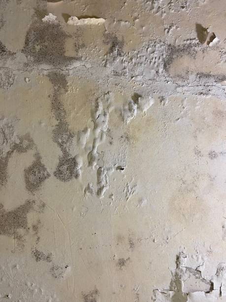 Best Home Mold Removal  in Collinwood, TN