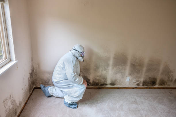 Best Commercial Mold Removal  in Collinwood, TN