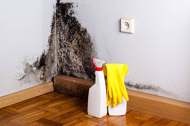 Best Office Mold Removal Services  in Collinwood, TN
