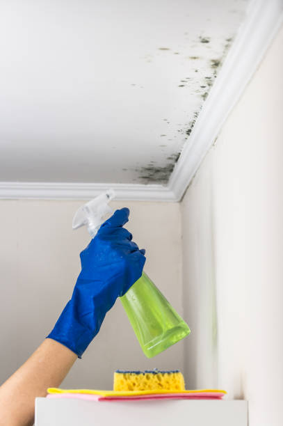 Best Mold Cleaning Services  in Collinwood, TN